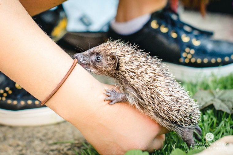 curious hedgehog photo camilla reynolds
