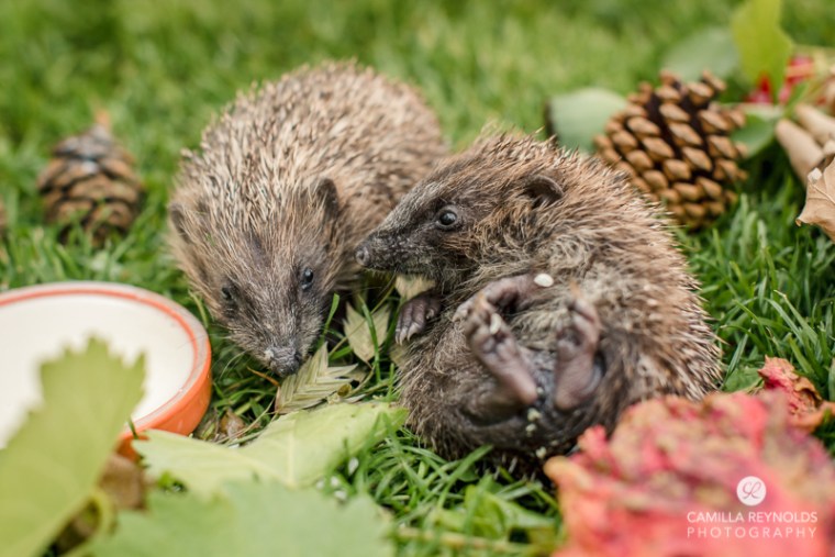 cute babies animals photo