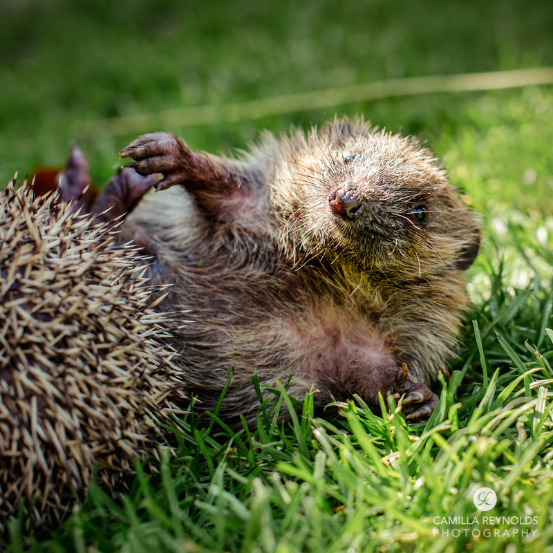 cute hedgehogs camilla reynolds photographer