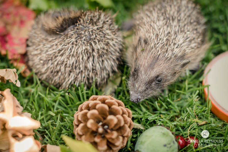 english garden animals photography