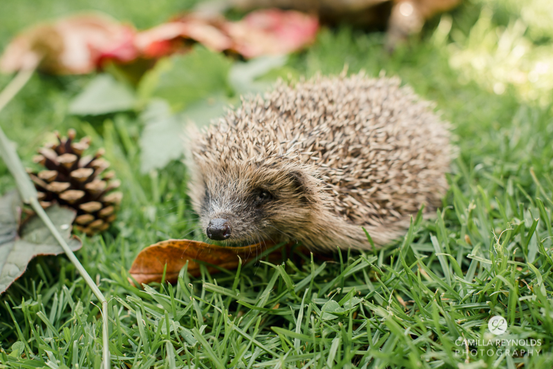 english hedgehog photos