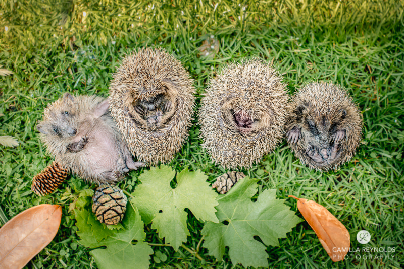 four hoglets hedgehogs photo