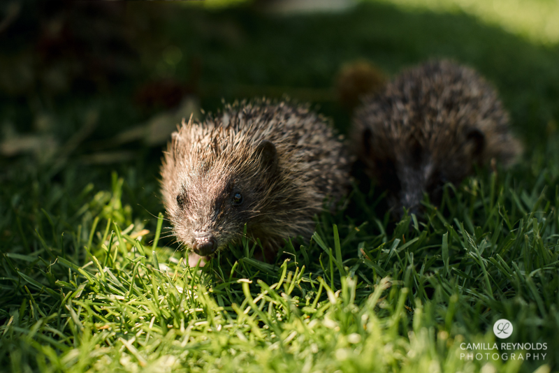 garden animals england photo