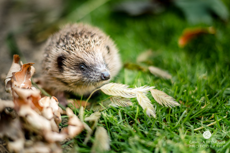 garden animals photography Cotwolds
