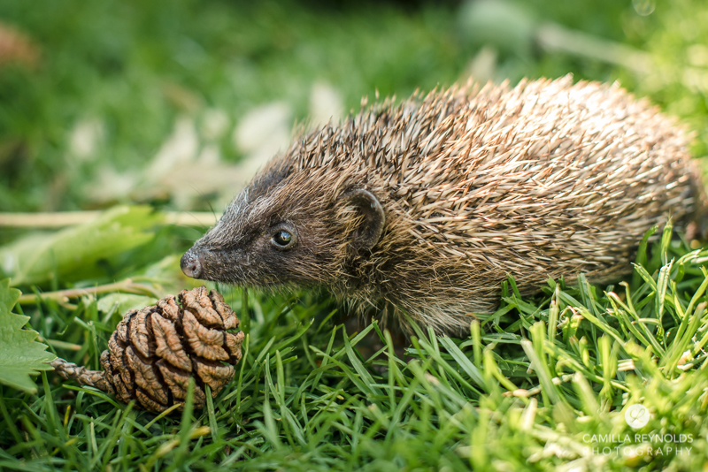 hedgeho photographer uk