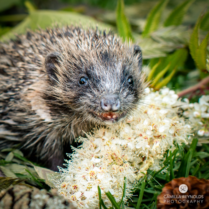 hedgehogs Cotwolds photographer
