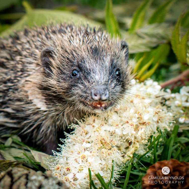 hedgehogs Cotwolds photographer