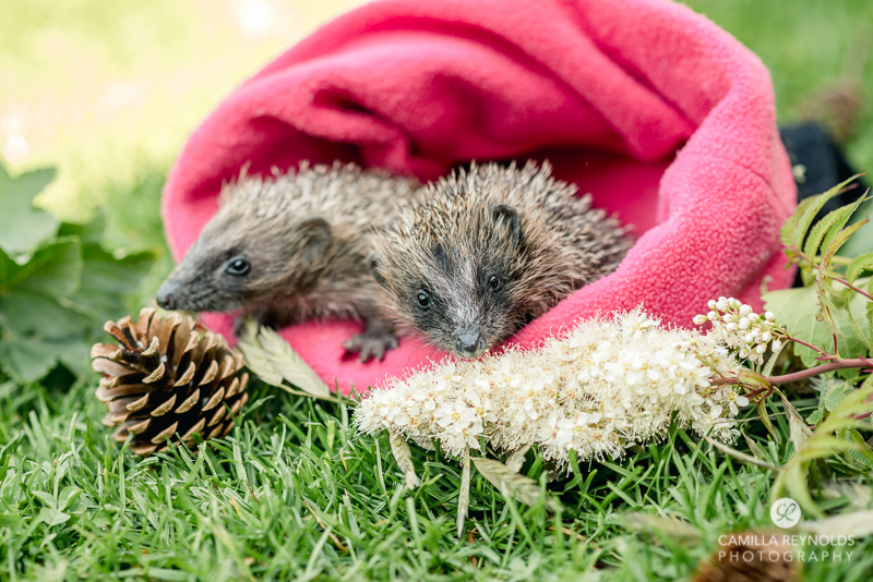 hedgehogs in bag photo