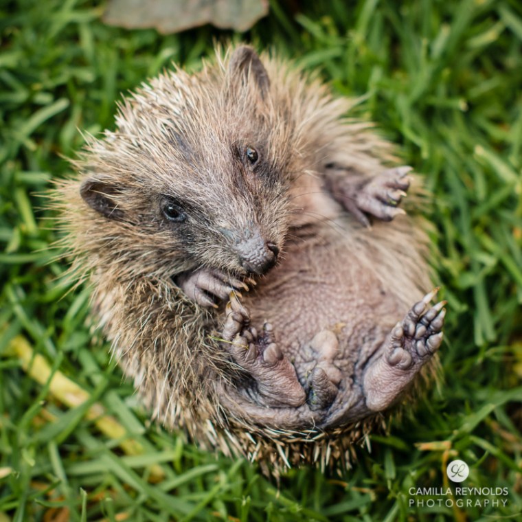 hedhegog upside down