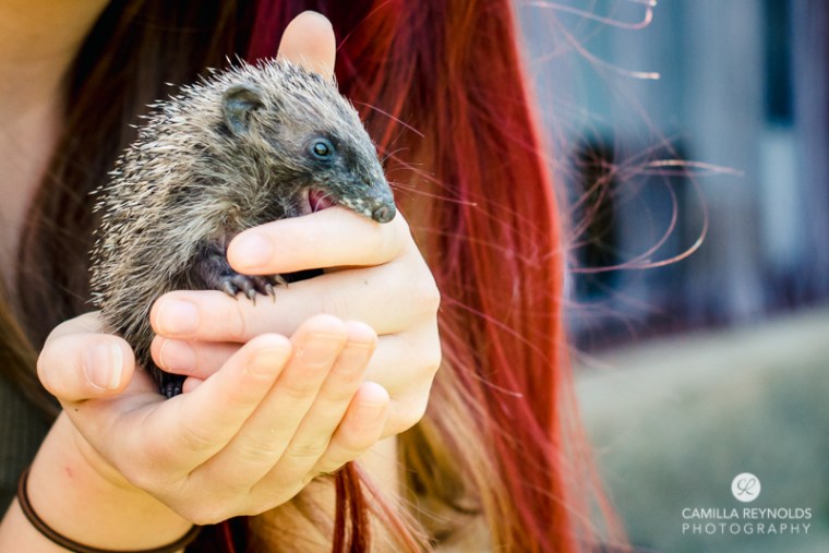 hoglet baby animals