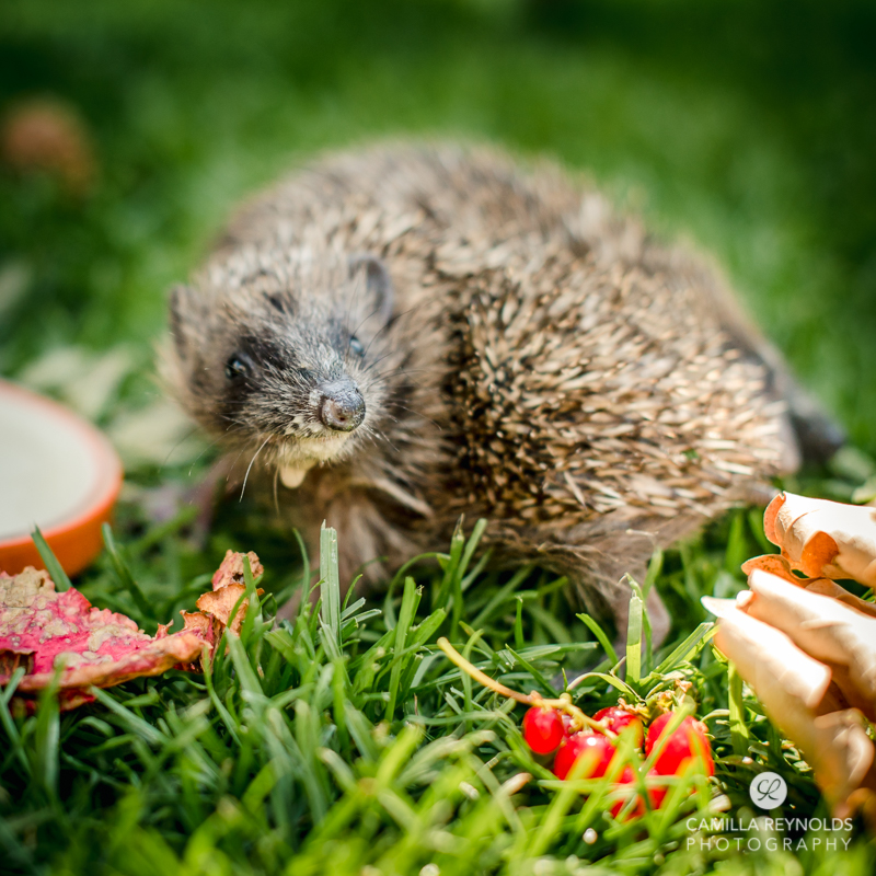hoglet hedgehog Gloucestershire photographer