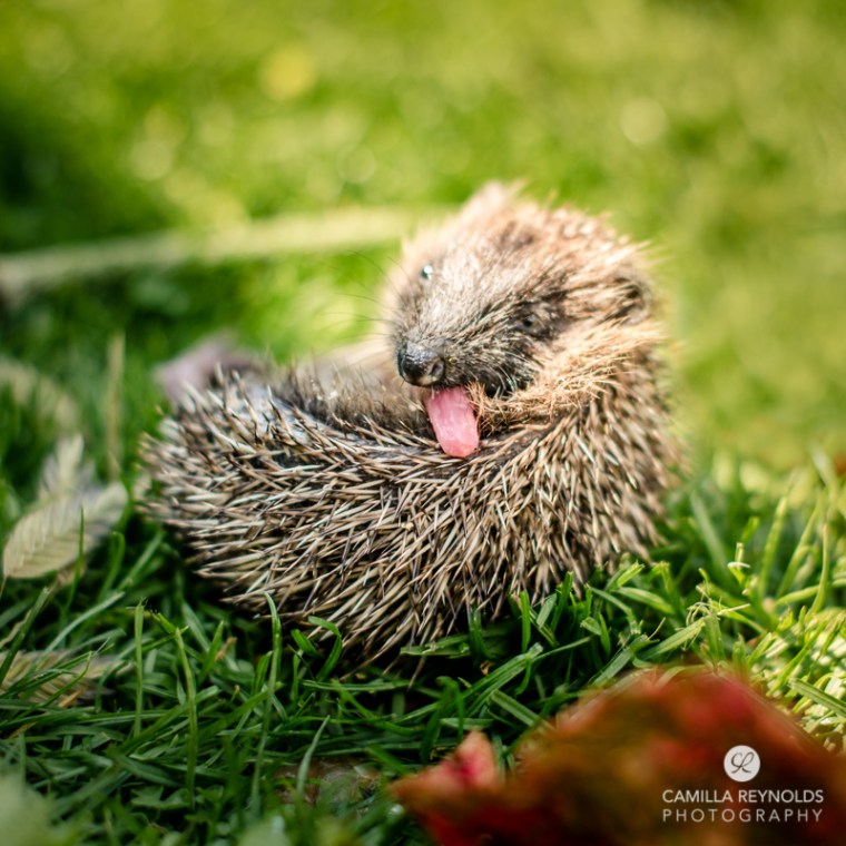 hoglet licking photographer