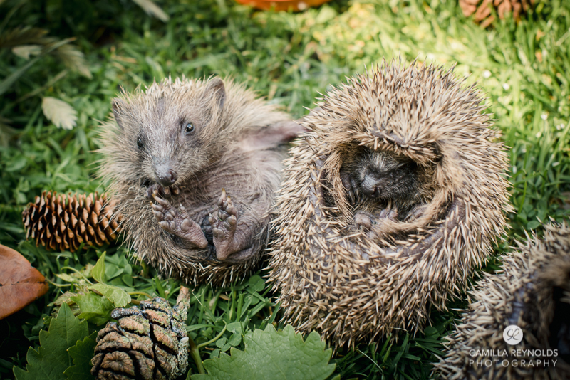 hoglet photography stroud