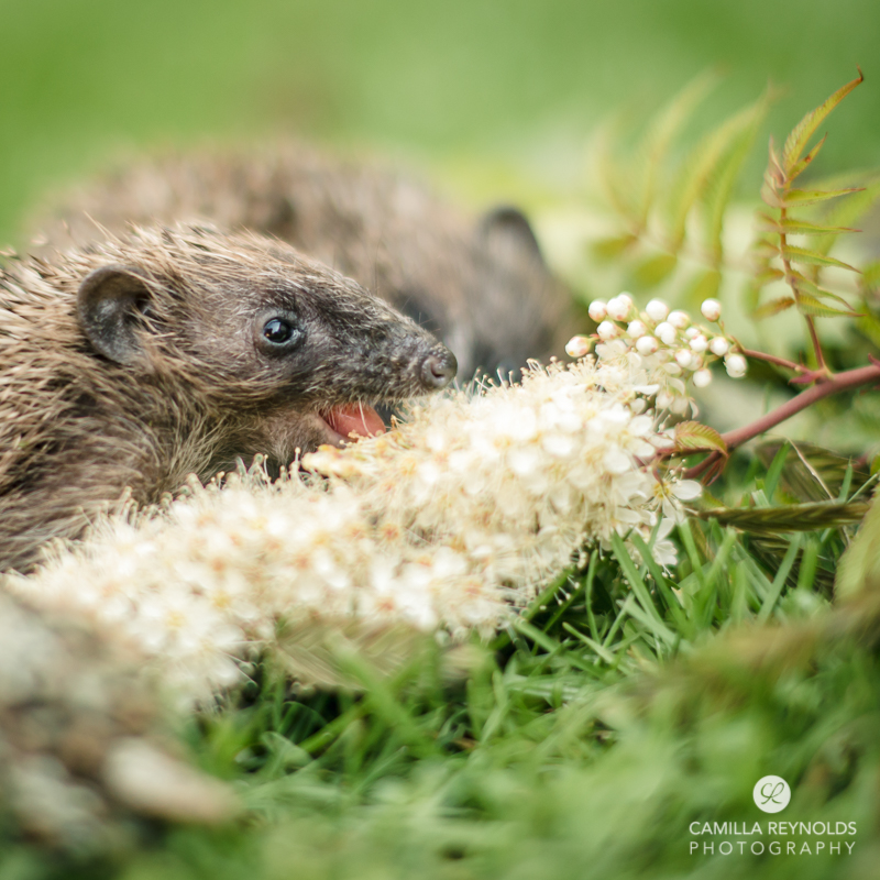 hoglets eating photographer