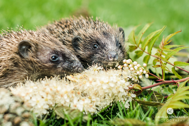 hogtels photo photography