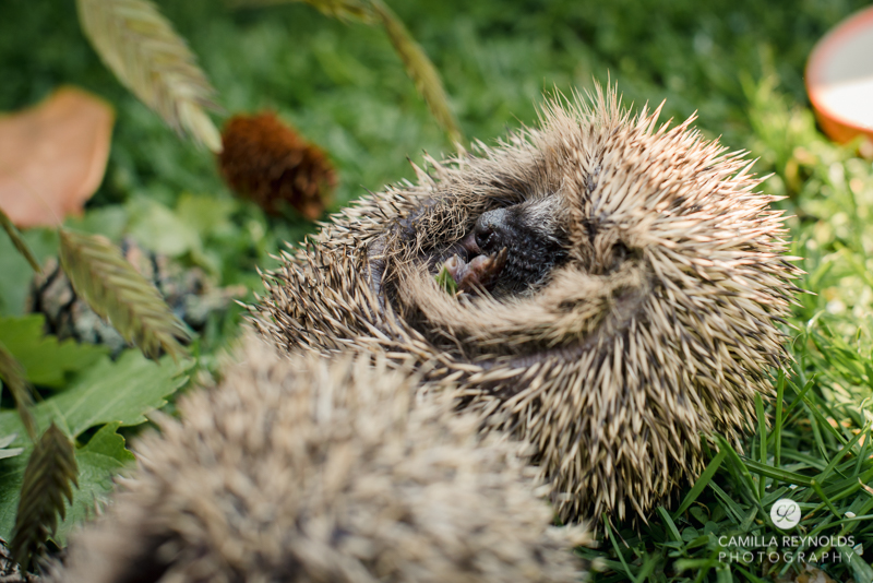 sleeping hedgehog photo