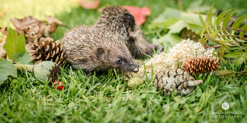 Stroud photographer animals