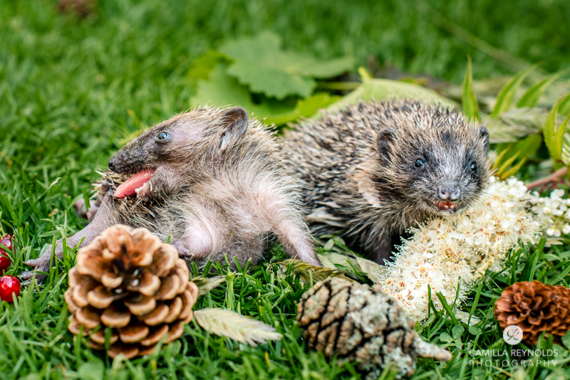 wildlife photography Cotwolds