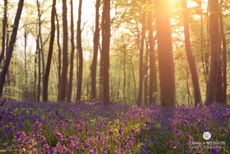 bluebells cotswold woods landscape photography