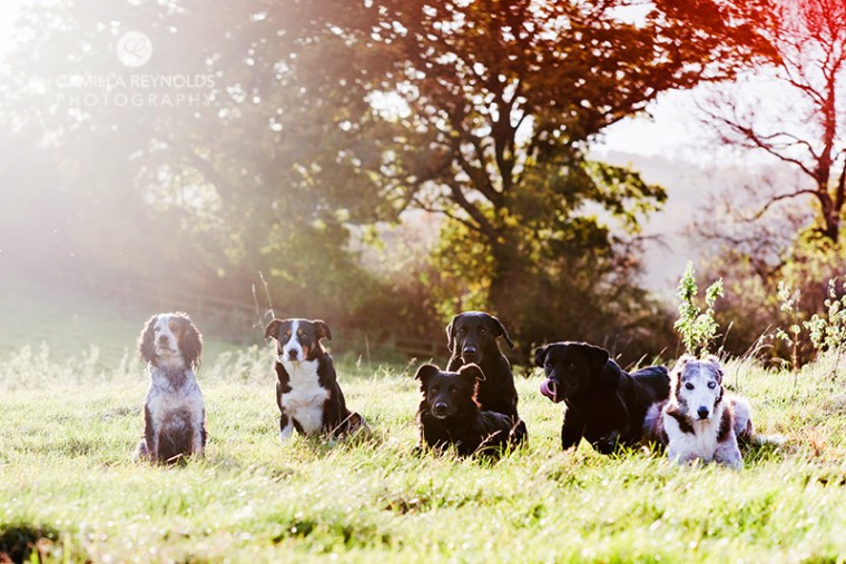 dog photo shoot Cotwolds
