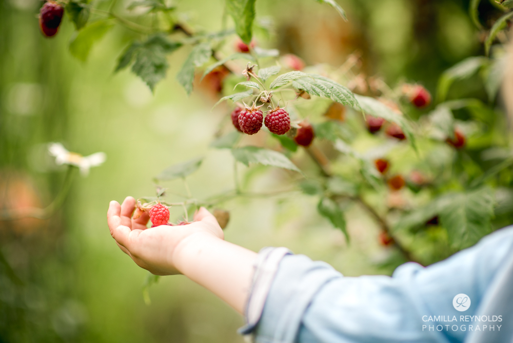 child hand holding raspberries cotswold family photography