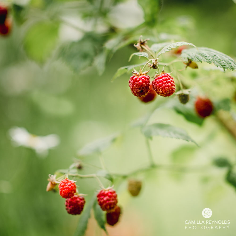 raspberries cotswold photographer