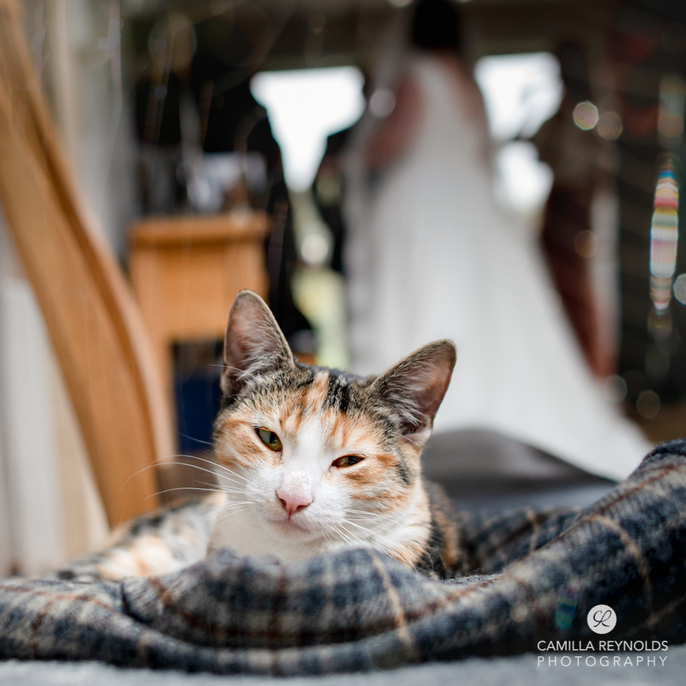 wedding cat