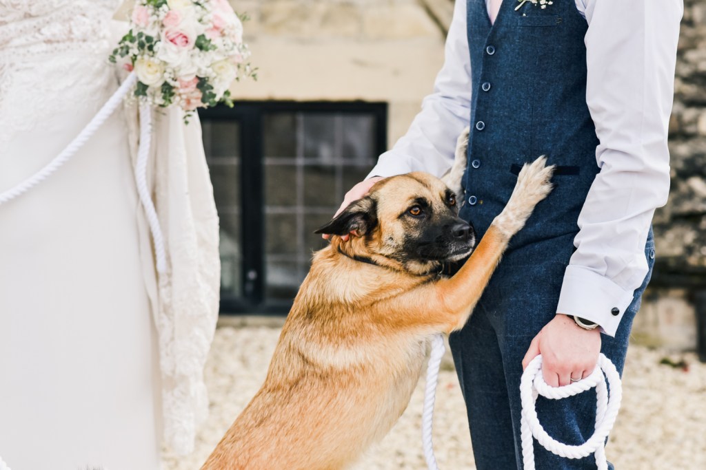 dog cuddles groom wedding