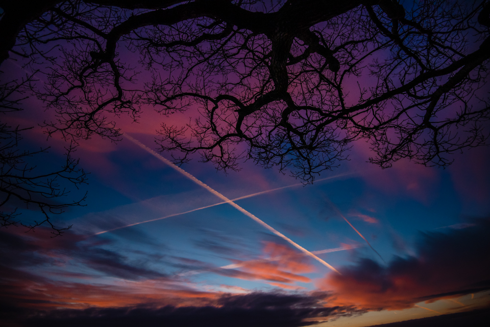 tree silhouette sunset sky colourful landscape