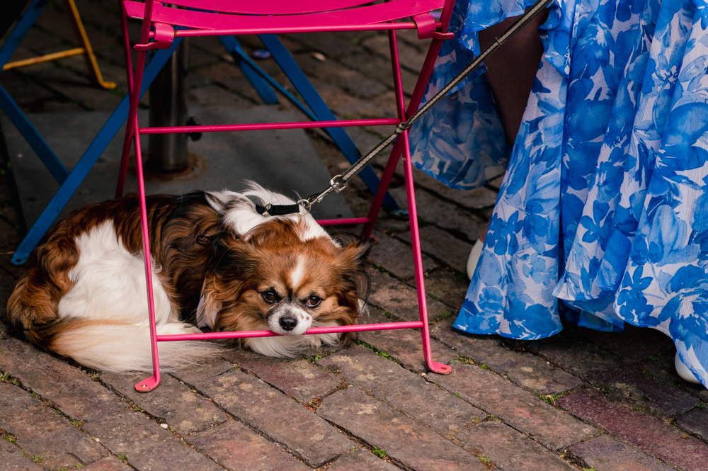 chihuahua dog wedding cotswolds