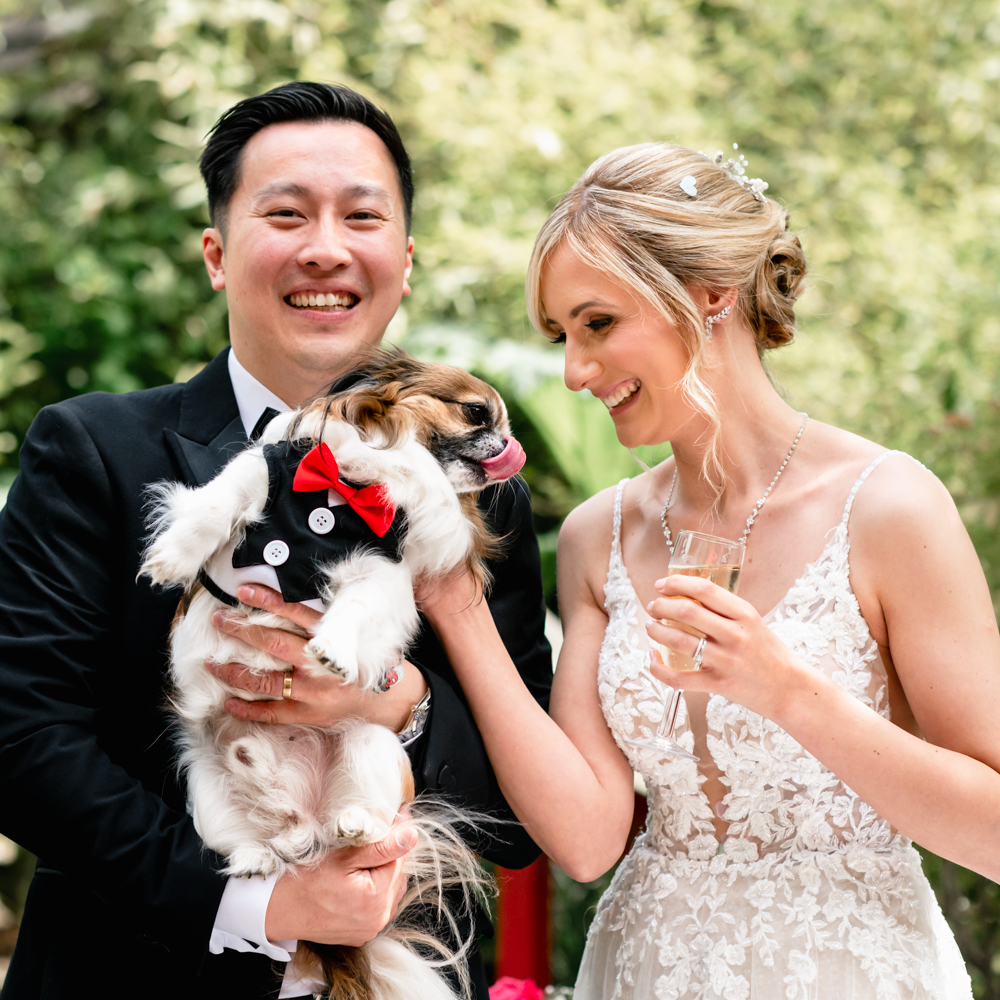 wedding dog bow tie chihuahua