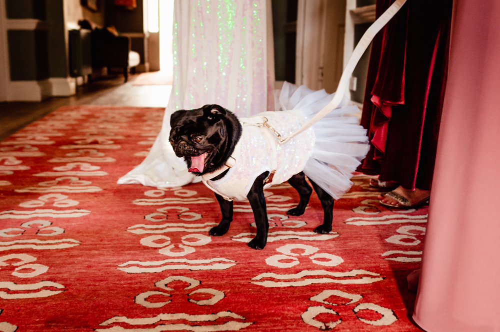 dog pug in a wedding tutu dress