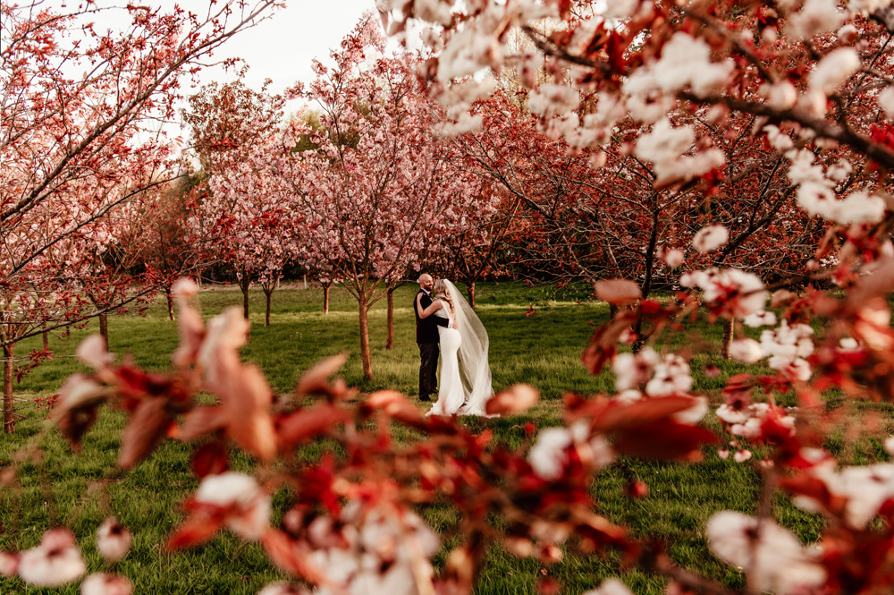 cherry blooms sakura england