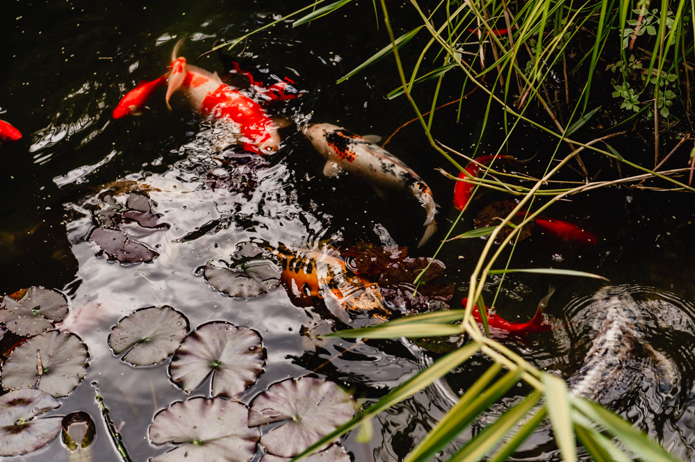 koi carp matara wedding venue