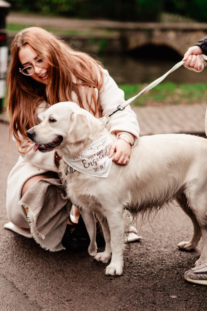 dog bandana my humans got engaged