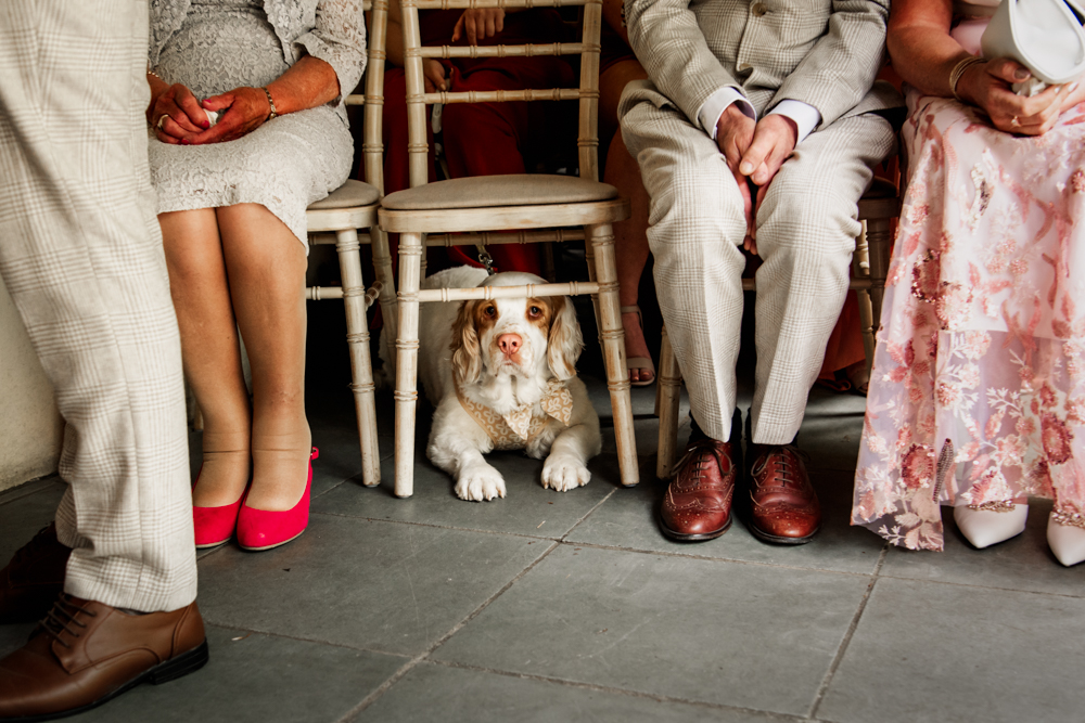 dog wedding ceremony
