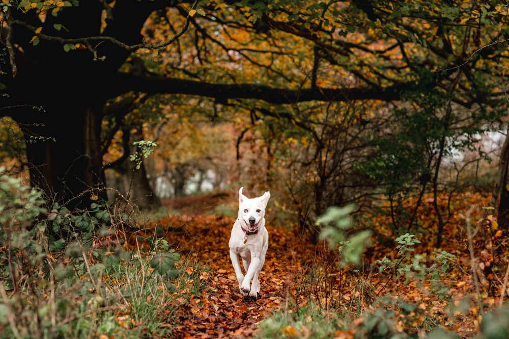 dog autumn fall woods