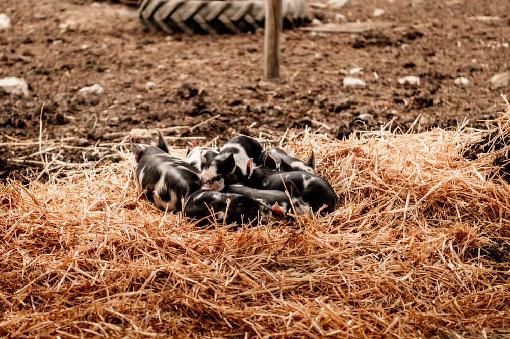 piglets wedding farm