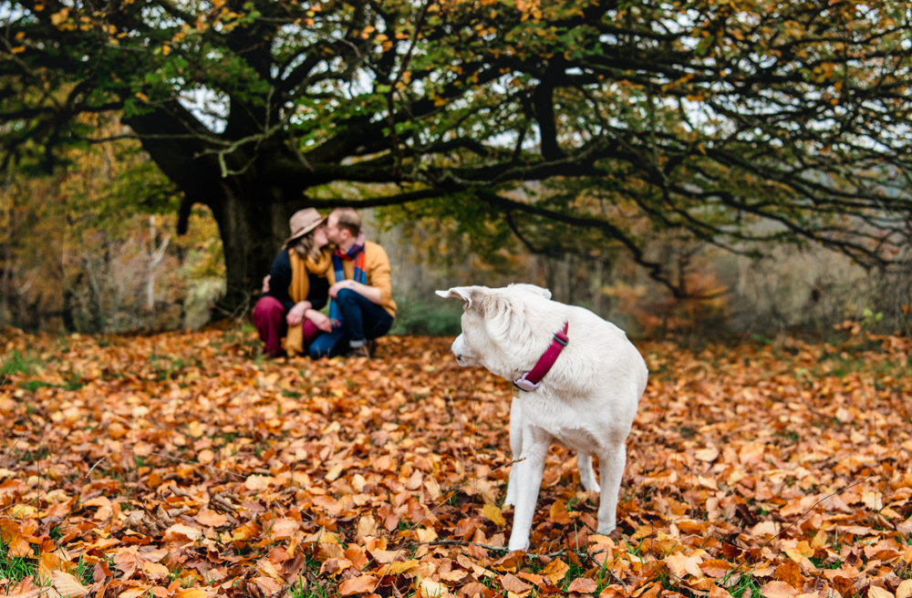 couple and dog autumn