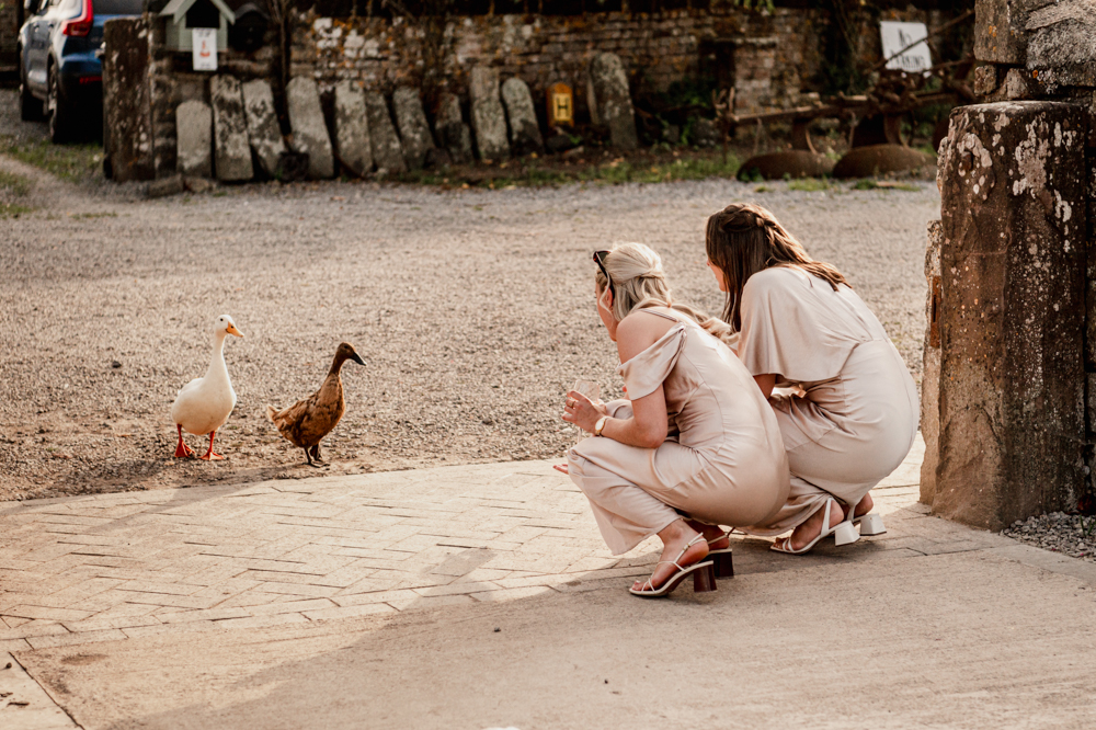 milton end barn  ducks farm