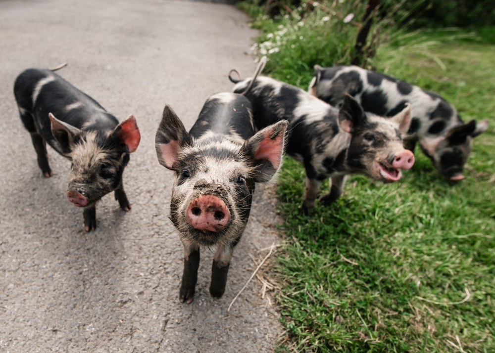 countryside farm wedding pigs 