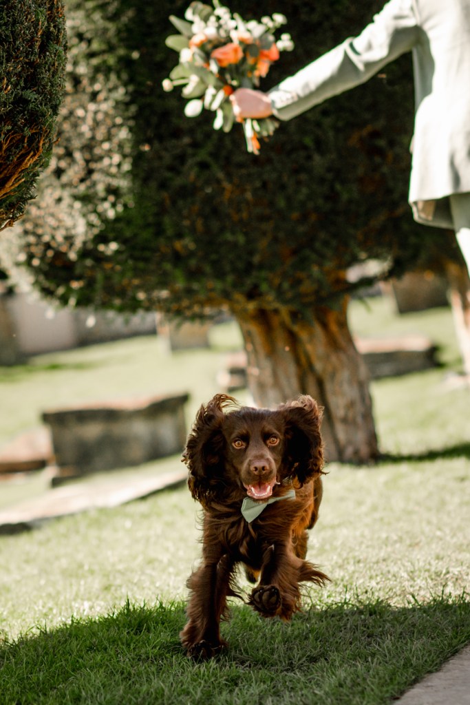 playful dog wedding