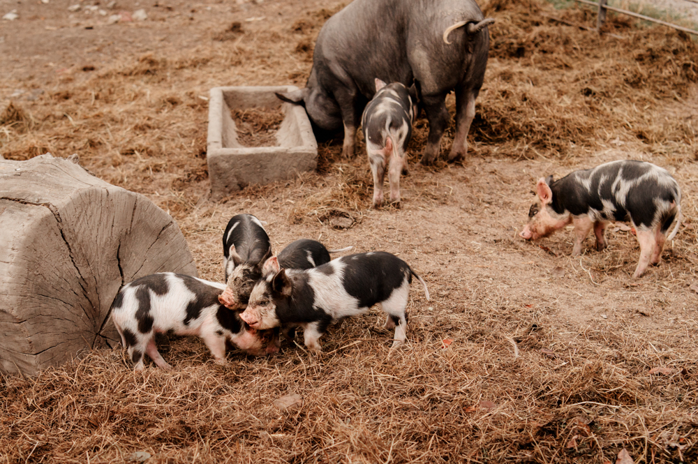 piglets milton end barn