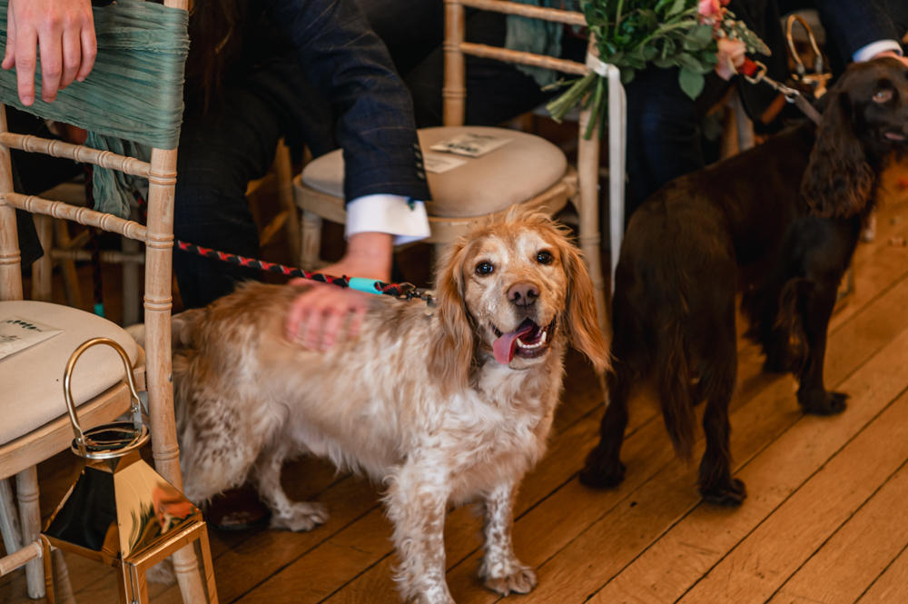 dog wedding ceremony cotswolds