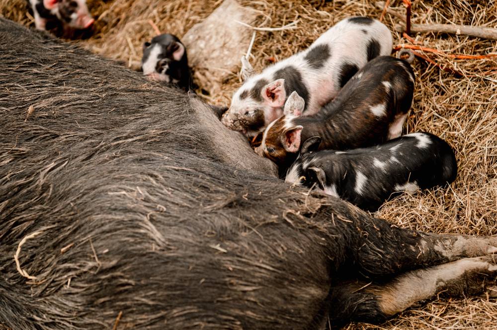 newborn piglets sucking milton end barn farm wedding venue uk