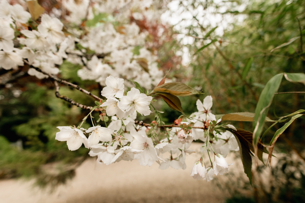 apple blossom april wedding matara centre