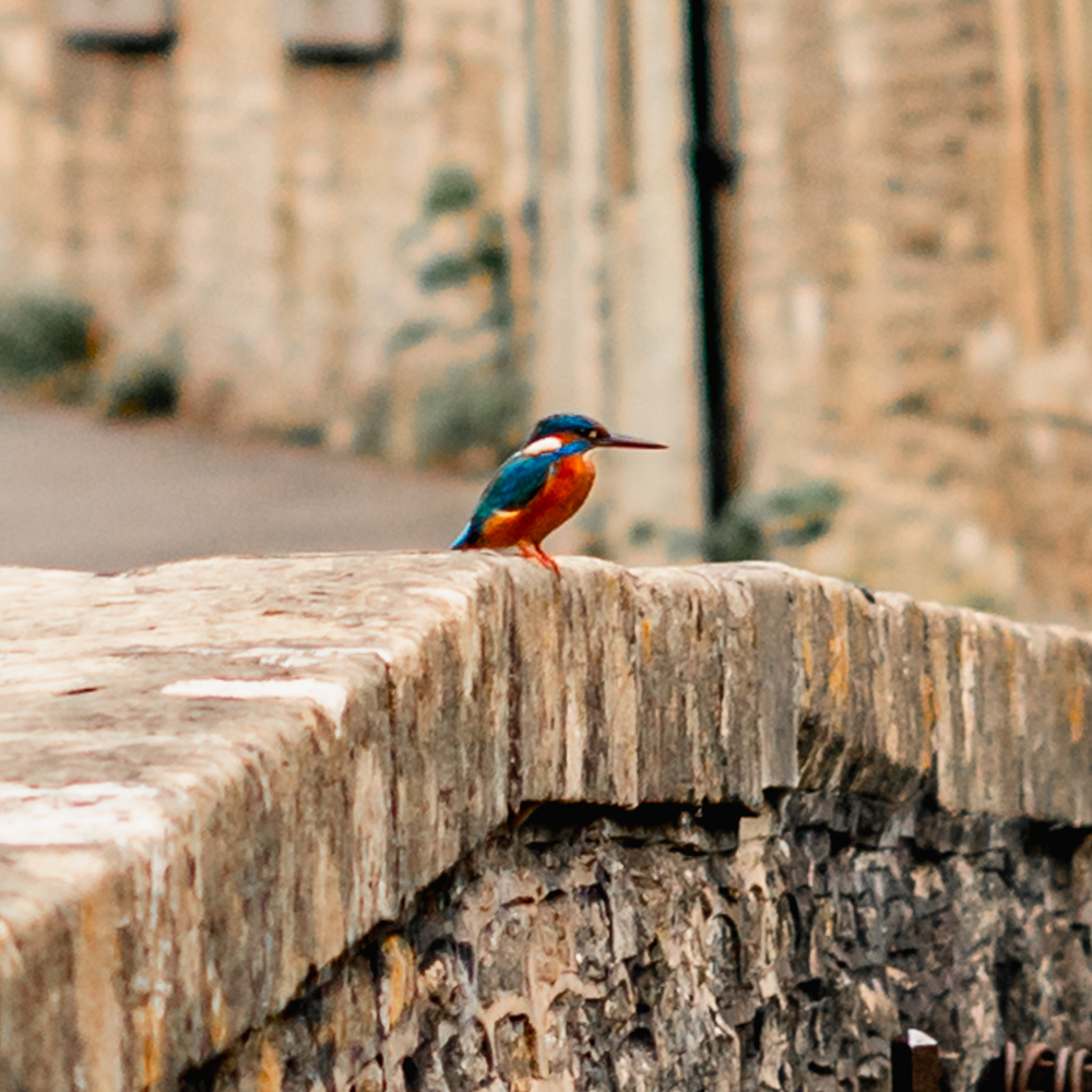 kingfisher in castle combe cotswolds