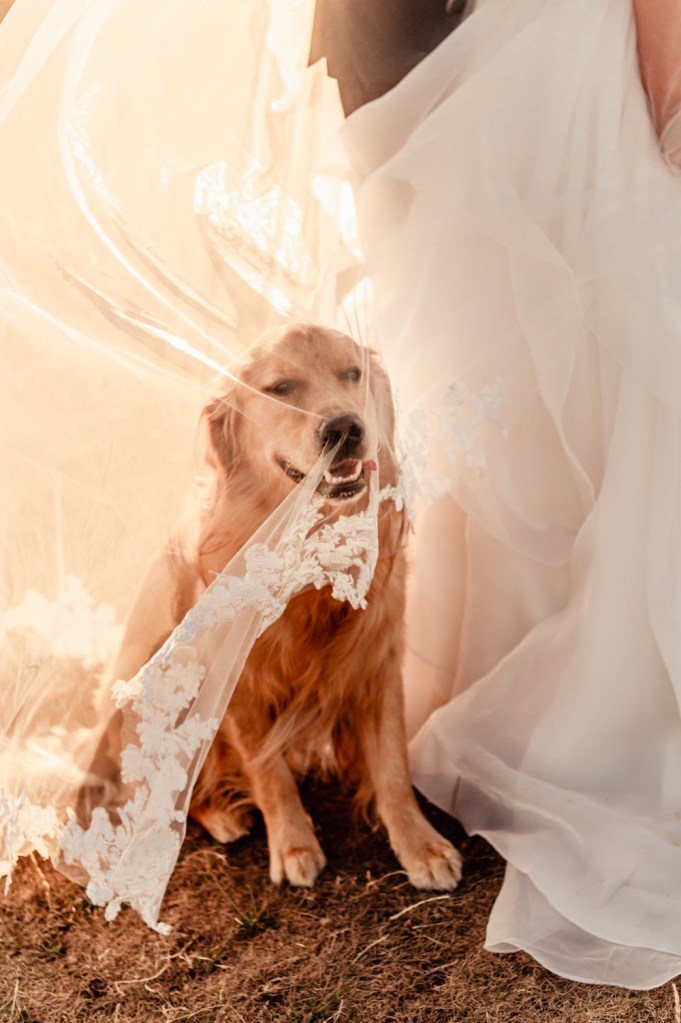 dog under veil wedding old lodge