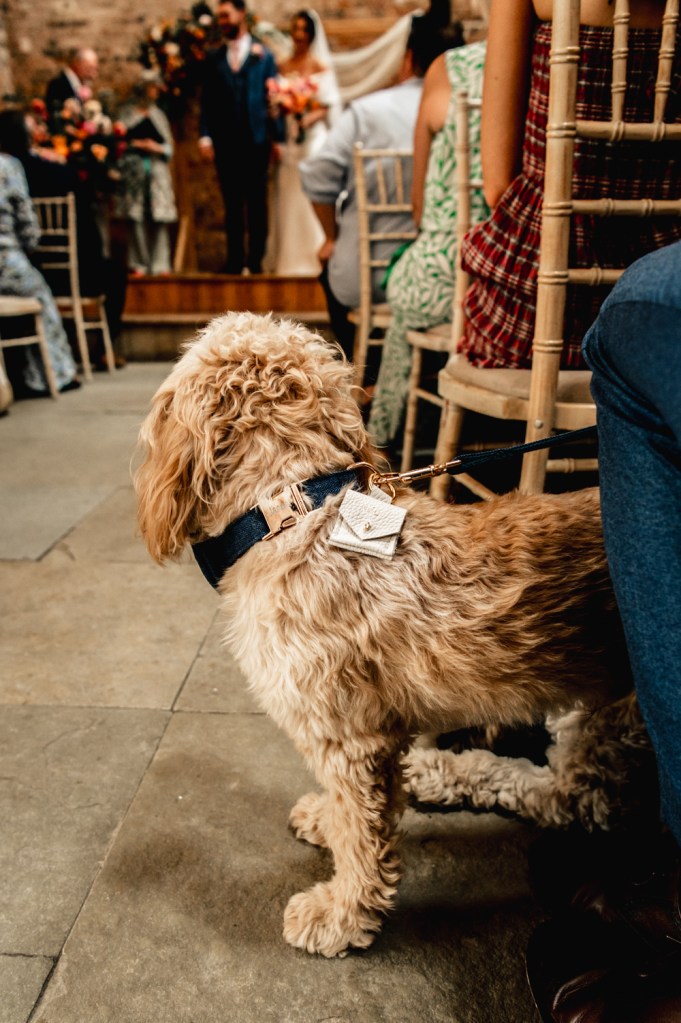 dog with wedding rings