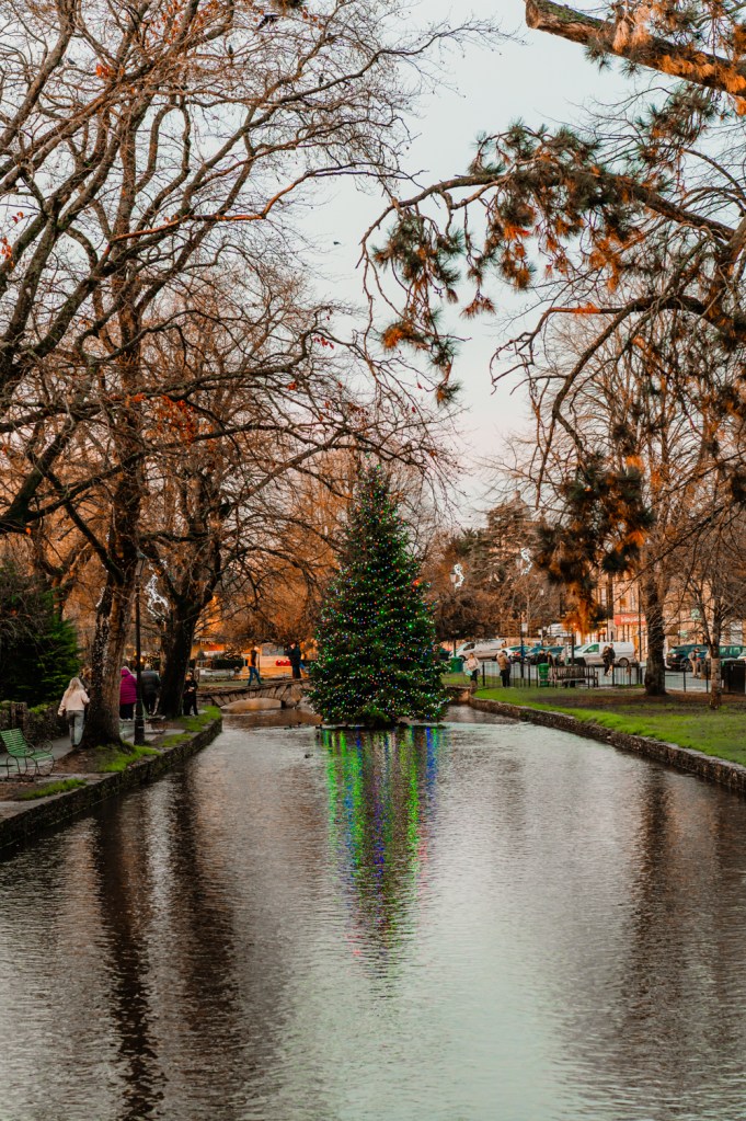 Christmas tree Cotswolds